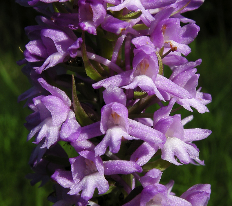 Orchidee del Chianti 2009